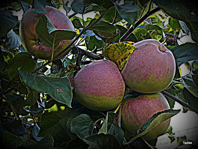 Jabłka 'Malinowa Oberlandzka'