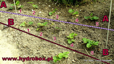 Na powyższym zdjeciu przedstawiam krzaczki tryskawek.<br />Grupa A - 5 szt. roślin które rosną bez HYDROboxu<br />Grupa B - 5 szt. roślin które posadziłem na testowym HYDROboxie<br />Zdjęcie to zostało wykonane 15 06. 2013r.