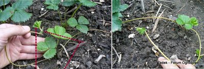 Zdjęcie lewe:<br />W zaznaczonym na czerwono miejscu, rośnie nowa roślina truskawki. Roślina macierzysta wypuściła rozlogę 15 czerwca.