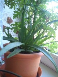 Mały Aloes ;)