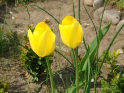 żółte tulipany.jpg