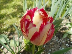 Co to za tulipan.jpg