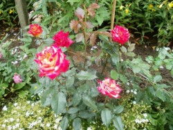 krzew róży NN.jpg
