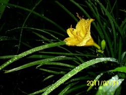 liliowiec pierwszy kwiatuszek