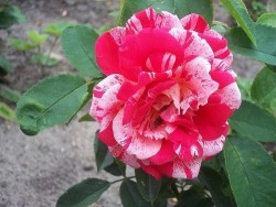 kwiat4.JPG