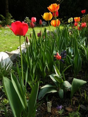 Od wczesnej wiosny do początków lata rabata bylinowo-różana zakwita kolorami tęczy tulipanów, żonkili i innych roślin cebulowych.