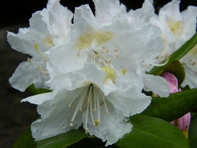 W kąciku dla roślin kwasolubnych wiosną pokazują swoje piękno rododendrony.