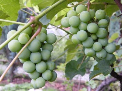 Winogrona zaś dojrzewają by jesienią cieszyć podniebienie słodkimi owocami.