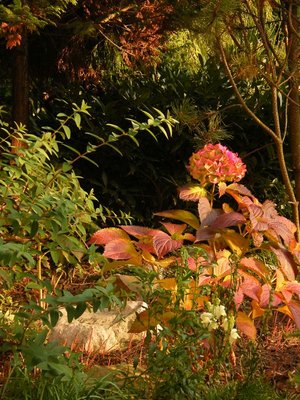 Jesienią ożywa ciepłymi barwami hortensji.