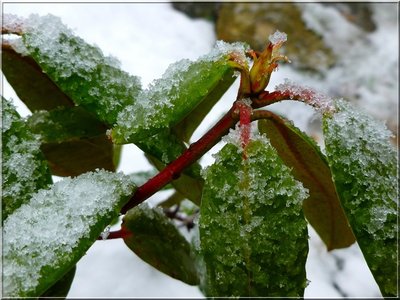 Rhododendron i mokry śnieg.