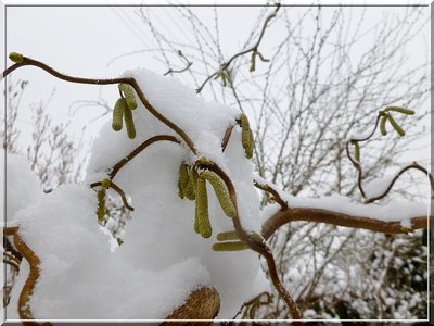 Orzech laskowy - kwitnie w śniegu.