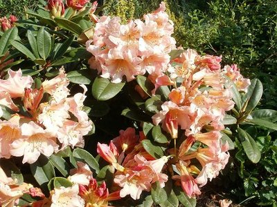 Rododendron Flautando