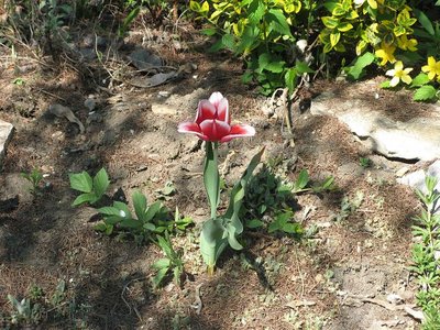 F2 tulip róż.JPG