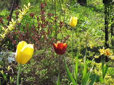 F2 tulip waigelia skalniak.JPG