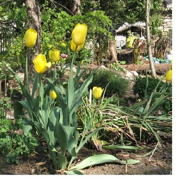 F2 tulipany żółte.JPG