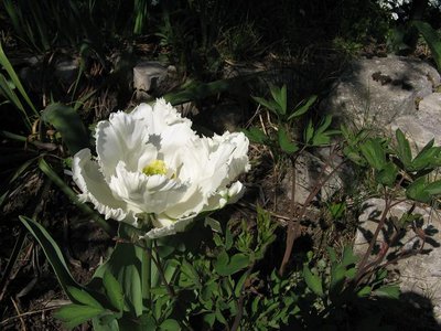 F2-biały tulip. 1.JPG