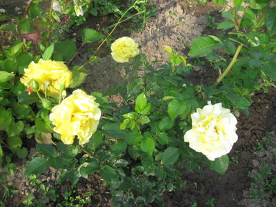 różw kwiaty żółtye 4.jpg