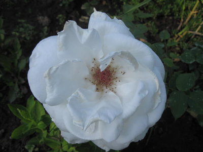 główka róży białej.jpg