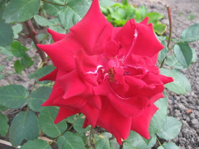 kwiat czerwonej róży.jpg