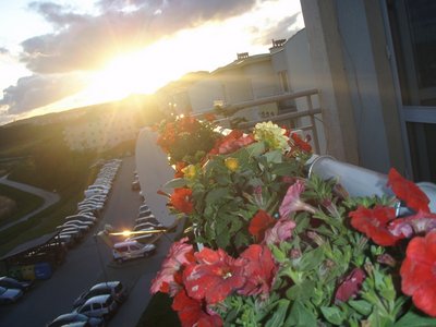 Moje kwiatki o zachodzie słońca :)