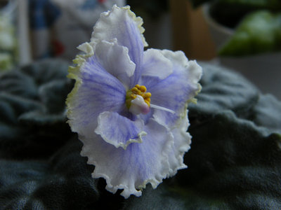 Kei Yoki - również pierwszy kwiat