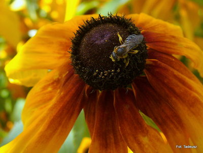Pszczółka i kwitnąca rudbekia