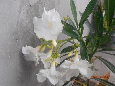 Oleander biały o migdałowym zapachu.