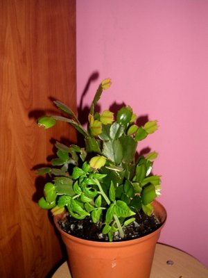 roślina 2.