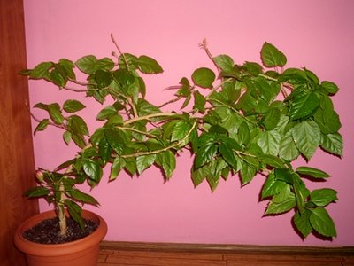 roślina 4.
