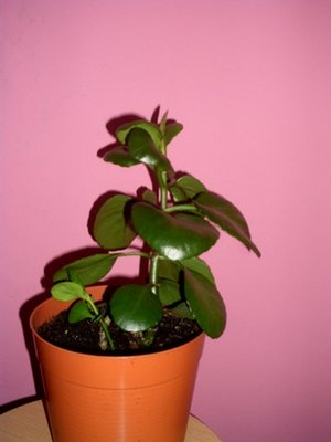 roślina 1