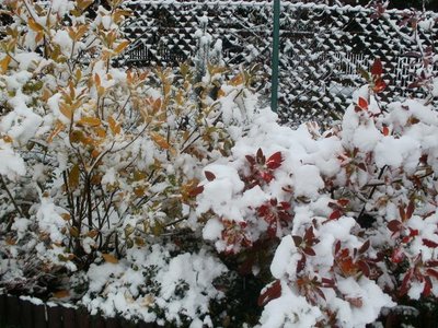 A to kolorowe azalie - jesień przebarwiła liście, które okrył śnieg, zanim opadły.