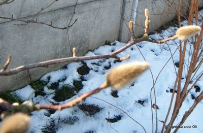 Pąki nie tylko drzew, &quot;puszą&quot; się do coraz cieplejszego słoneczka...<br />Na zdjęciu gałązka magnolii.