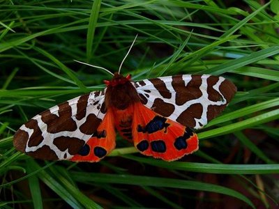 Przepiękny motyl ( albo ćma ) na moim trawniczku