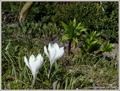 Na zdjęciu: Na pierwszym planie - krokusy kwitnące wśród wychodzących szafirków, za nimi po prawej stronie lilie, a po lewej w tle wschodzące tulipany. Tłem dla całości są krzaczki bukszpanu posadzone w formie rzywopłotu.