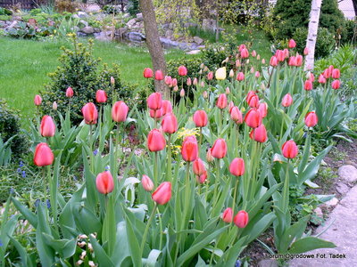 Rabata tulipanów