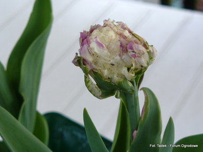 A tak wygląda pąk tulipana kremowego.