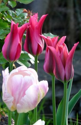 tulipany liliokształtne