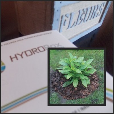 HYDROBox i roślina już na stałym miejscu