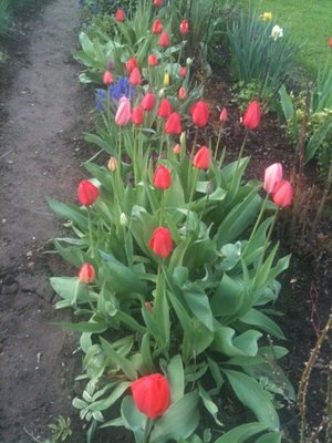 rząd tulipanów