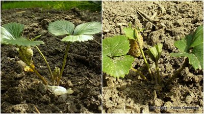 Krzaczki truskawek rosnące bez HYDROboxu (na powyższym zdjęciu) wypuszczają podobnie jak rosnące na CHYDROboxie, nowe liście.