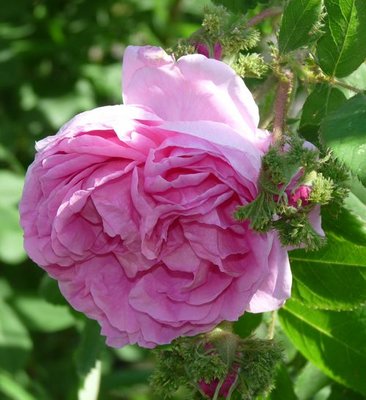 Cristata - róża centifolia