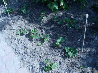 Na zdjęciu:<br />Rośliny truskawek po 36 dniach po posadzeniu. <br />Truskawki rosnące na HYDROboxie, rosną pomiędzy wbitymi białymi prętami.<br />Powyżej nad nimi rząd roślin truskawek rosnący bez HYDROboxu.