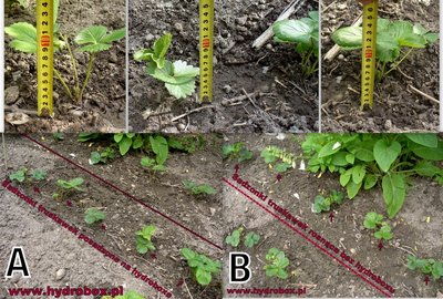Na zdjęciu, mierzenie wielkości sadzonek truskawek, oraz podgląt sadzonek truskawek, pozadzonych na i bez HYDROboxu.
