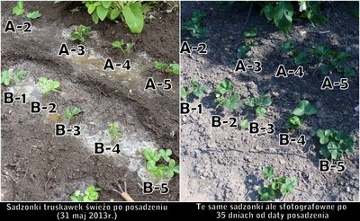 Rząd roślin oznaczonych literą A rośnie bez HYDROboxu. <br />Rośliny oznaczone literą B, rosną na HYDROboxie.<br />Zdjęcie lewe zostało zrobione 1 czerwca 2013r., natomiast zdjęcie prawe zostało wykonane 13 lipca 2013r.