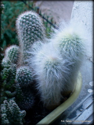 Na zdjeciu kaktus starzec.<br />W informacji o nim przeczytałem że jego miękkie igły jak się potrudzą, należny myć płynem do naczyń...