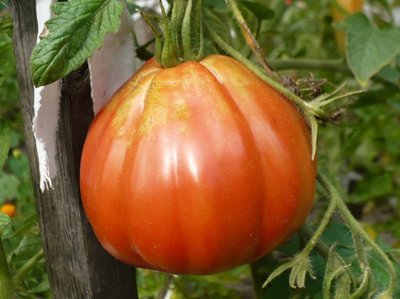 W tym roku też są ładne pomidorki