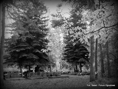 Jesień na cmentarzu Junikowo w Poznaniu