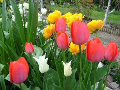 kwitnące wczesną wiosną tulipany (za nimi można zauważyć wschodzące czosnki)