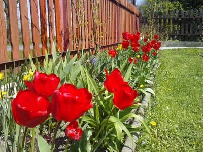 tulipany.JPG