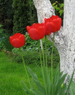Tulipany czerwone na tle bielonych drzew